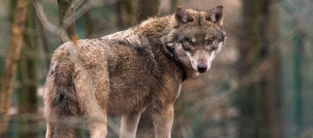 wolf.jpg