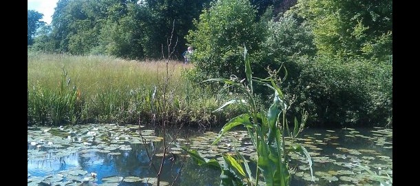 groenblauwediensten_natuur