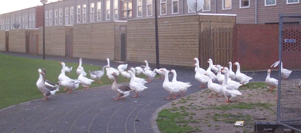 huisganzen
