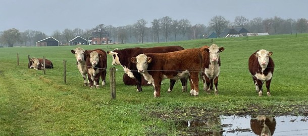 Koeien in een weiland.jpg