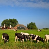 boerderij